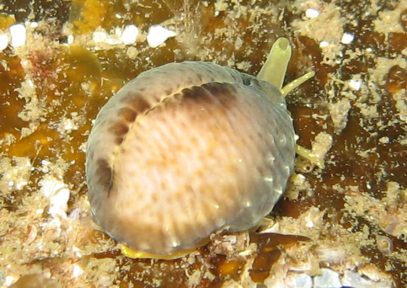 Abbs August '09 084a.jpg